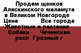 Продам щенков Аляскинского маламута в Великом Новгороде › Цена ­ 5 000 - Все города Животные и растения » Собаки   . Чеченская респ.,Грозный г.